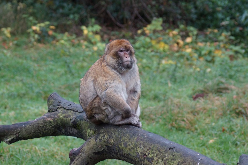 Trentham-monkey